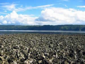 oyster beds