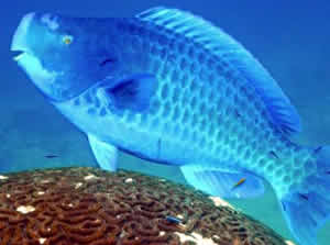 parrotfish reef