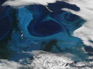 phytoplankton bloom