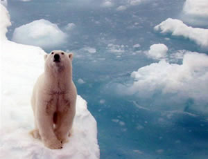 polar bear arctic sea ice