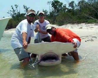 http://www.underwatertimes.com/news2/record_hammerhead.jpg