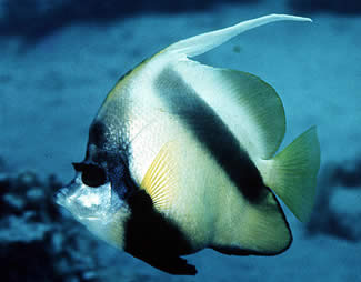 red bannerfish