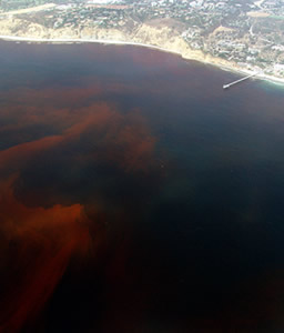 red tide