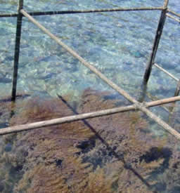 reef cage