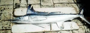 roundscale billfish white marlin