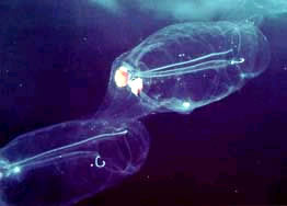 salps