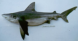 sandbar shark