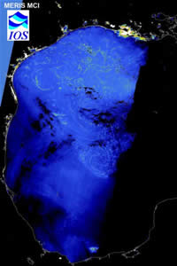 sargassum from space