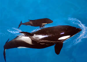 Baby Orcas