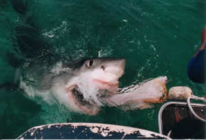 shark Feeding cage diving