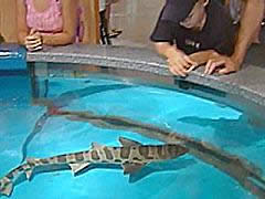 shark exhibit