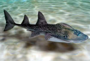 shark_ray_aquarium.jpg