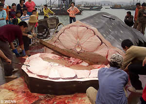 worlds largest fish outline
