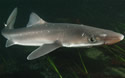 Spiny+dogfish+shark+aquarium