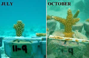 staghorn coral nusery