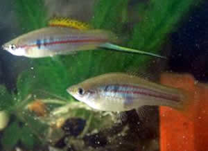 swordtail