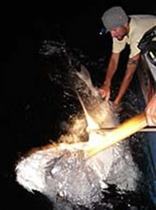 tagging lemon shark bahamas