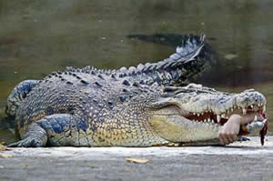 taiwan crocodile arm vet