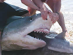tiger shark mouth