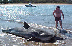 tiger shark mouth2