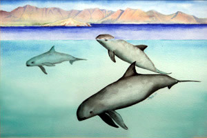 vaquita