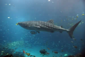 whale shark GA