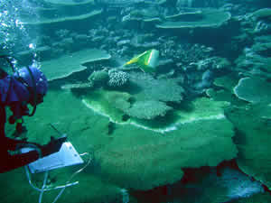 white syndrome coral warming