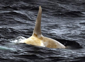 white whale orca alaska