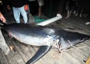 world record mako shark florida2
