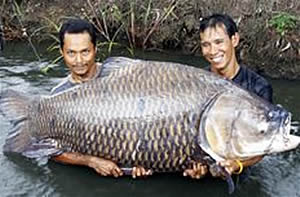 world record siamese carp lrg