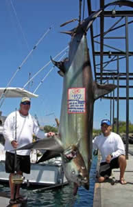 world record threher shark