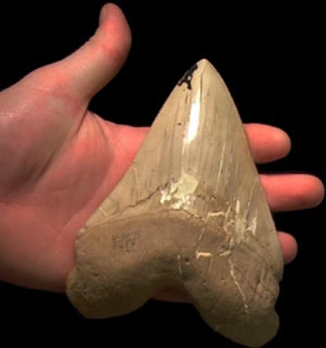 Carcharocles megalodon tooth