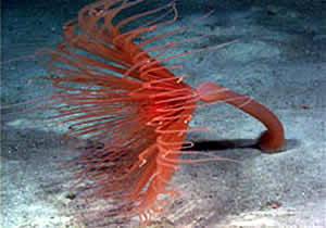 Ceriantharid tube anemone