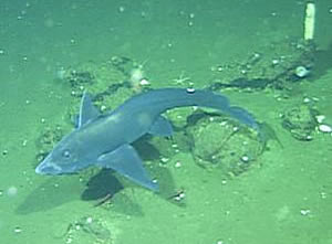 Eastern Pacific Black Ghostshark