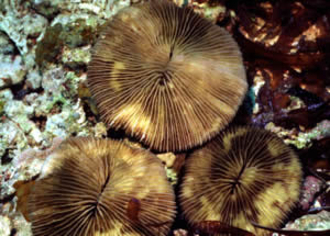 Fungia corals yellow band disease