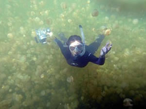 Jellyfish Lake palau