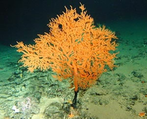 Leiopathes deep water black coral