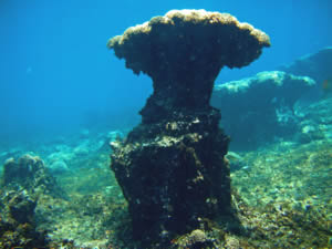 NOAA coral reef