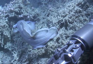 NUI Galway reef ireland