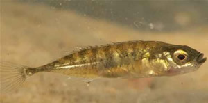 Nine spined stickleback