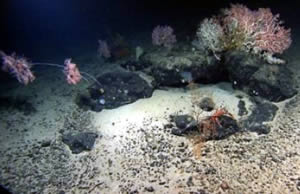 Seafloor bacteria