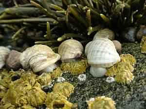 Snails feeding barnacles
