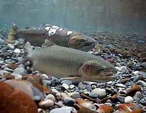 Steelhead trout spawn