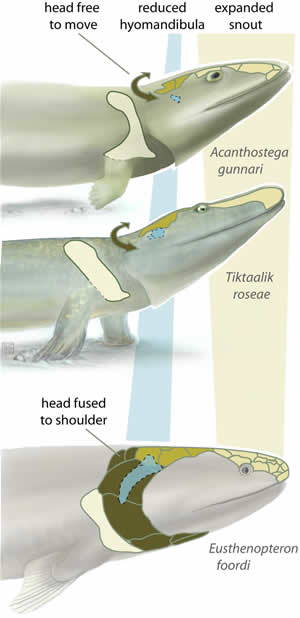 Tiktaalik roseae