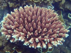 adult Acropora millepora coral