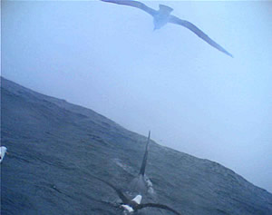 albatross killer whale Feeding