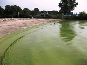 algae bloom ohio