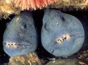 atlantic wolffish