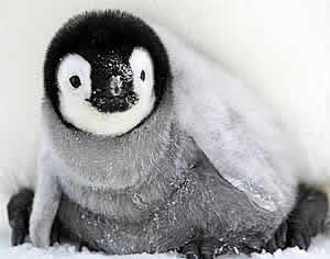 baby emporer penguin