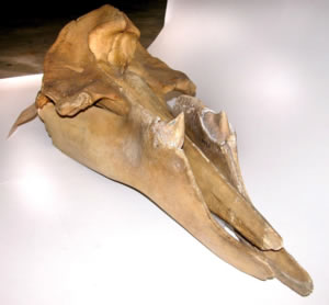 beaked whale skull